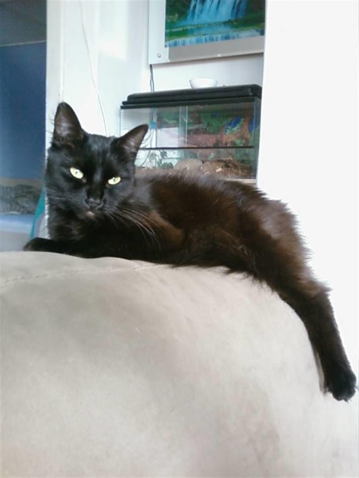 Blanding af racer Honey RIP. <3 billede 3