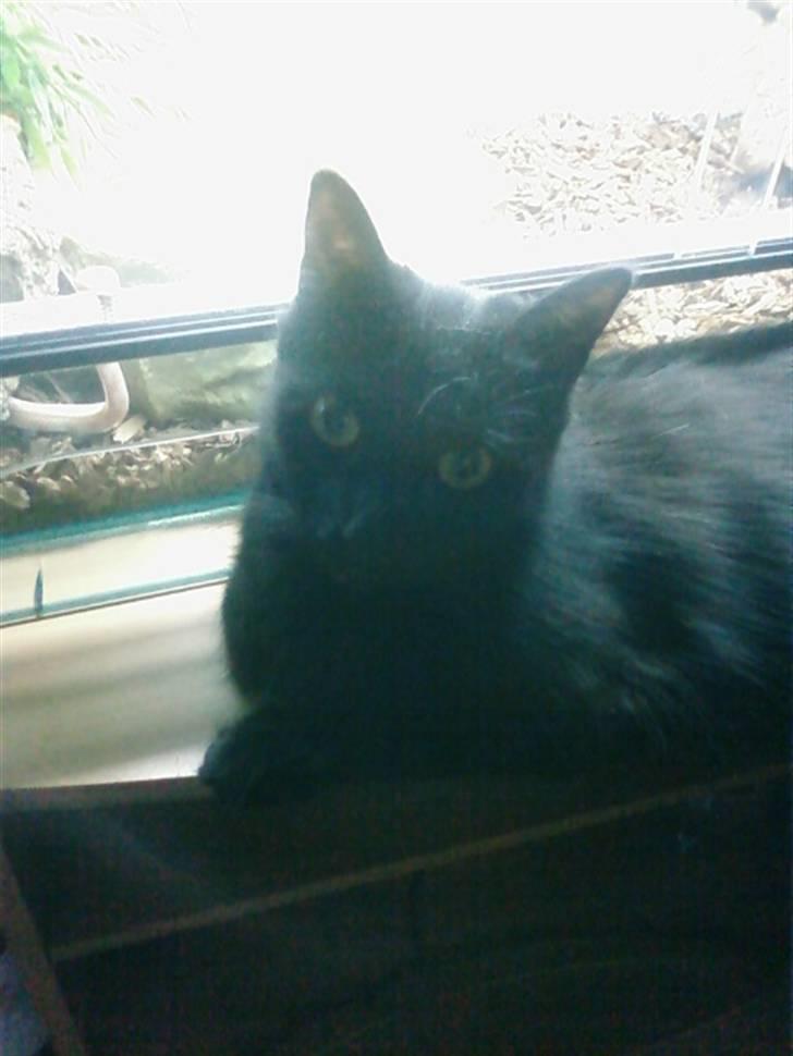 Blanding af racer Honey RIP. <3 billede 4