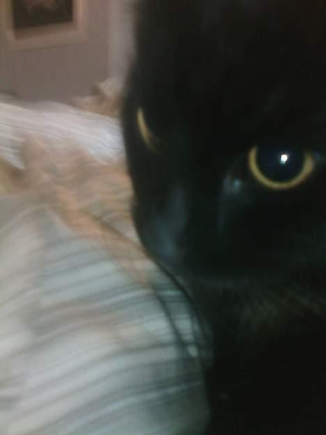 Blanding af racer Honey RIP. <3 billede 5