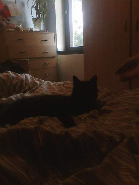 Blanding af racer Honey RIP. <3 billede 6