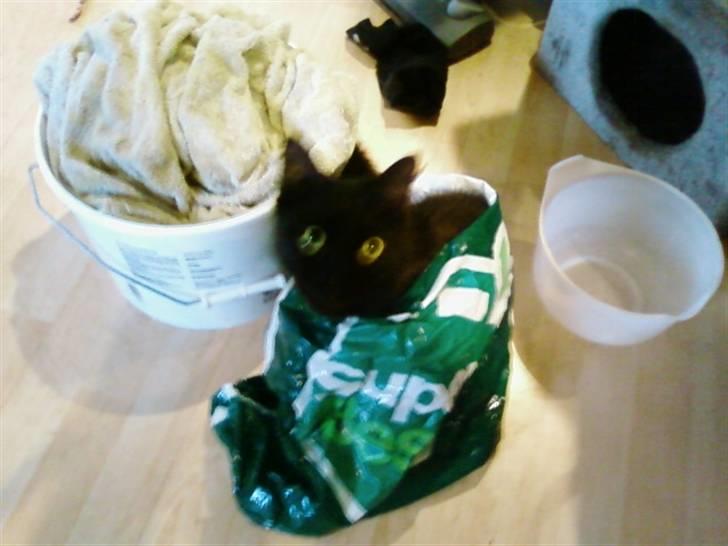 Blanding af racer Honey RIP. <3 billede 7