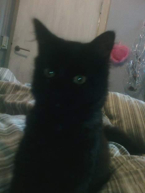 Blanding af racer Honey RIP. <3 billede 8