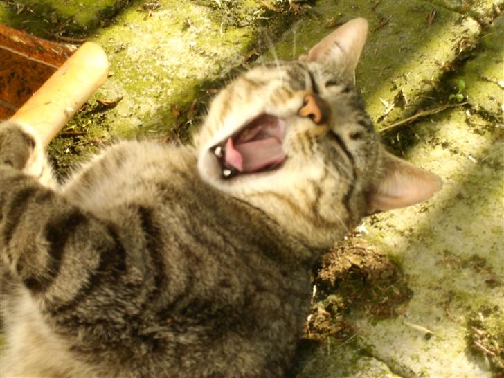 Blanding af racer Miissen - her er miissen  billede 1