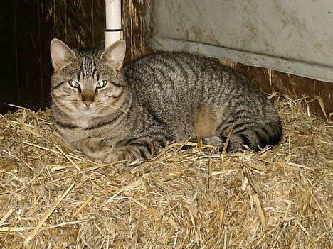 Blanding af racer Miissen - miissen liqqer ned billede 2