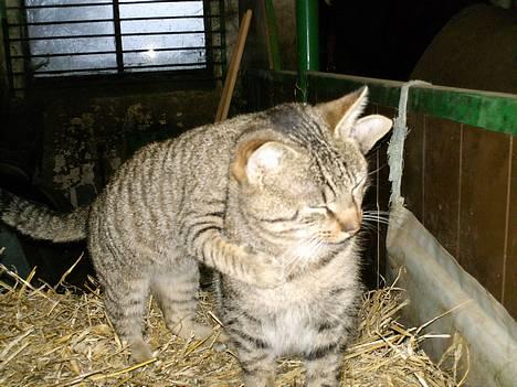 Blanding af racer Miissen - miissen med lucky  billede 3