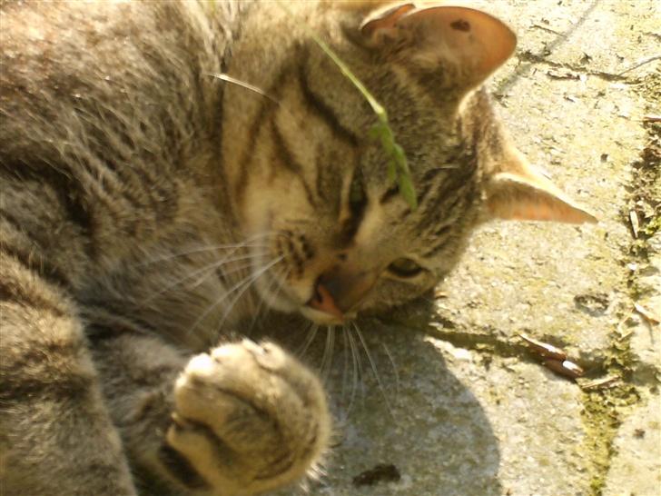 Blanding af racer Miissen - miissen er træt blir træt oq var træt billede 4