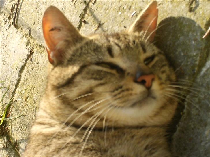 Blanding af racer Miissen - På fliserne i haven billede 5