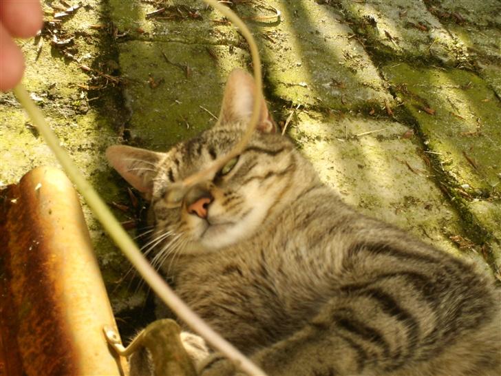 Blanding af racer Miissen - Miissen den seje misser billede 6