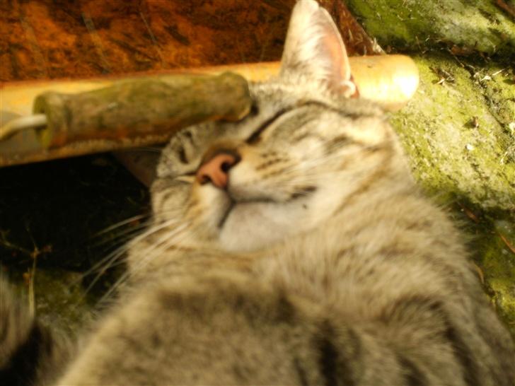 Blanding af racer Miissen - Miissen sååå træt  q: billede 7