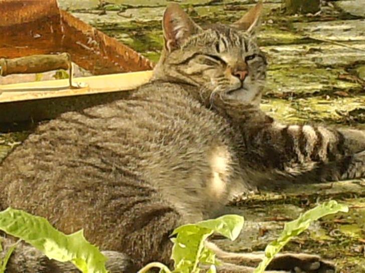 Blanding af racer Miissen - hehe miissen billede 8