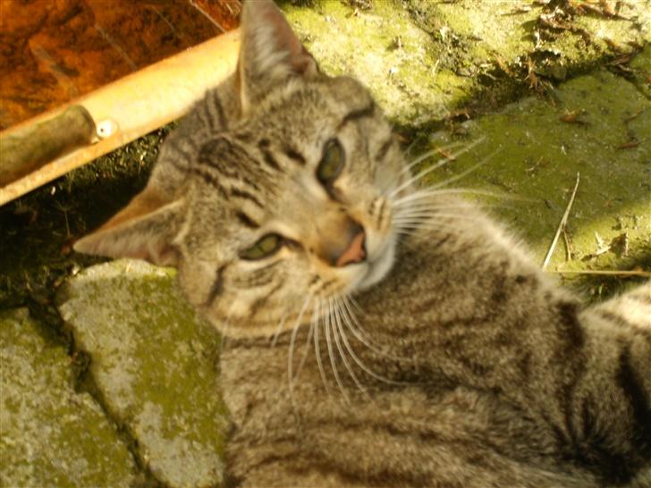 Blanding af racer Miissen - Seje miissen q: billede 9