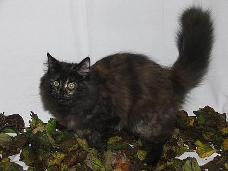 Norsk Skovkat DK Missies Papaya *SALG* - haaaiiiiiiiiiiiiiiiiiiiiiiiiiiiiiiiiiiiiiiiiiiiiiiaaah - jeg er sååå farlig billede 17