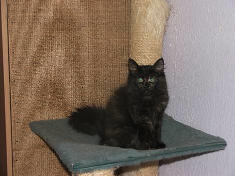 Norsk Skovkat DK Missies Papaya *SALG* - prøver at se cool ud billede 18