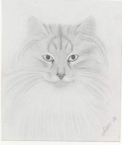 Norsk Skovkat DK Silver Heart's Chaia - Jeg vandt i en konkurrence og præmien var en tegning af en af mine katte. Chaia blev så den heldige.  billede 20