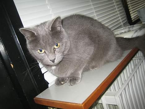 Huskat Oscar - Moar.... jeg vil bare gerne lidt ud billede 2