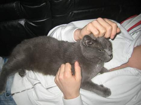 Huskat Oscar - Putter med Far, totalt ynglings nydning om søndagen noget skal han lave inden der kommer fodbold billede 3