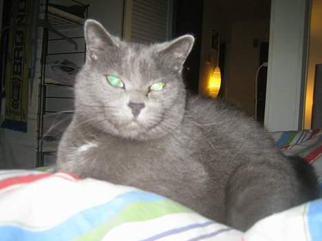 Huskat Oscar - Fars dyne er bedst især om morgen har vi svært ved at komme op billede 4