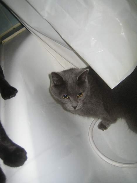 Huskat Oscar - se mor- jeg går oz i bad billede 5