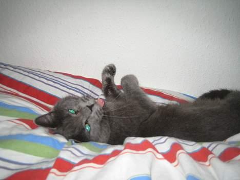 Huskat Oscar - miav... Mon far ikke gir sig og kæler lidt med mig nu jeg ligger her billede 6