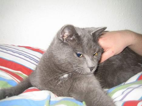 Huskat Oscar - se det gjorde han, for jeg er ikke til at stå for billede 7