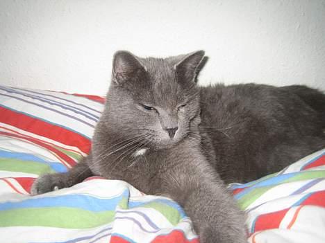 Huskat Oscar - I kan bare komme an min moar og far passer på mig når vi skal sove billede 8