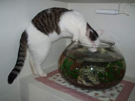 Huskat Gandhi billede 8