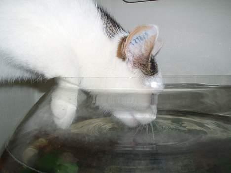 Huskat Gandhi billede 9