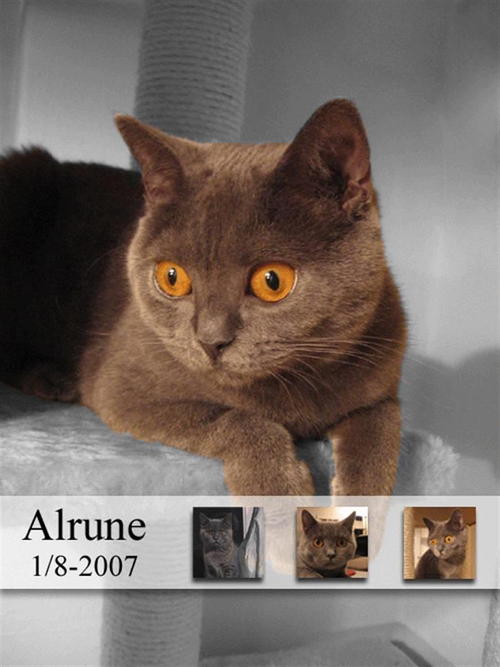 British Shorthair Alrune - Et lille billede jeg har redigeret i et billedprogram :) billede 1