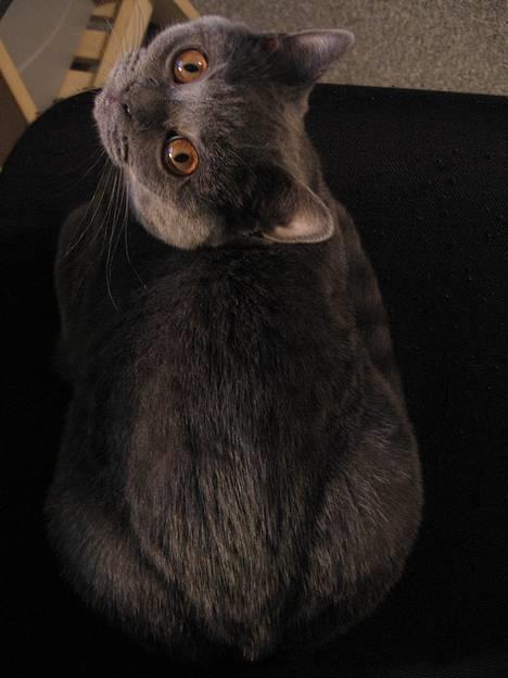 British Shorthair Alrune - Se min tykke mås ^^ Mor er bekymret for om jeg skal slankes når jeg bliver ældre :) billede 2