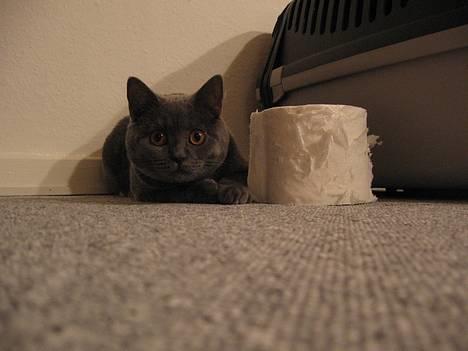 British Shorthair Alrune billede 3