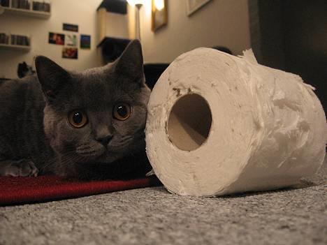 British Shorthair Alrune billede 4