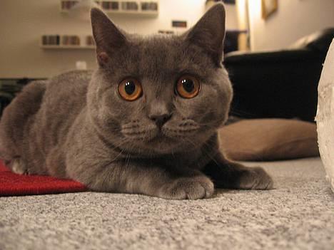 British Shorthair Alrune billede 5