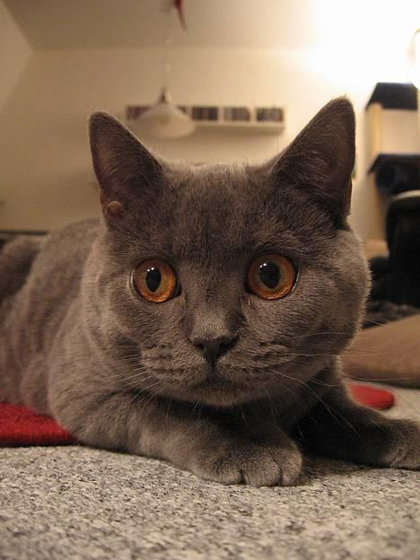British Shorthair Alrune billede 6