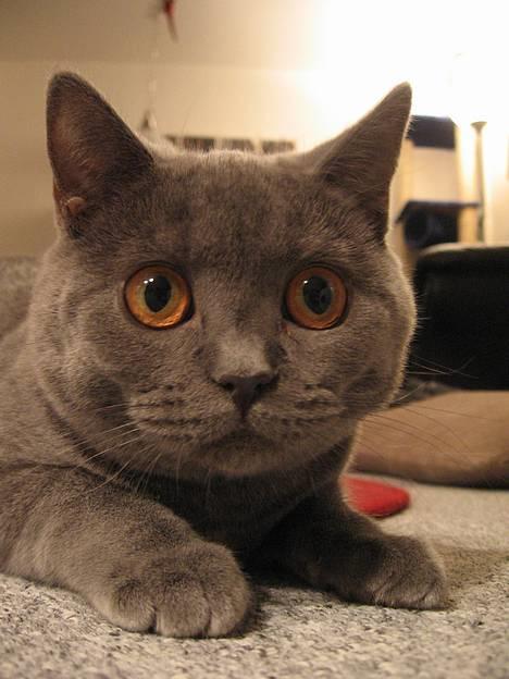 British Shorthair Alrune billede 7