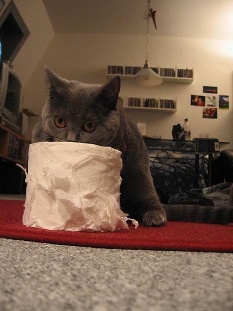 British Shorthair Alrune billede 8