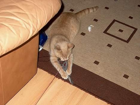 Huskat Tigger - Her er vi i fuld gang med at lege, Katten efter Musen.  billede 12