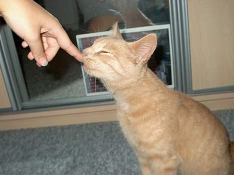 Huskat Tigger - Sødt ikke?  billede 13