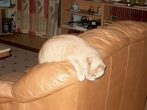 Huskat Tigger - Hvor længe han mon bliver liggende der? (2 min. efter jeg tog billedet fald han ned. BONK!)  billede 14