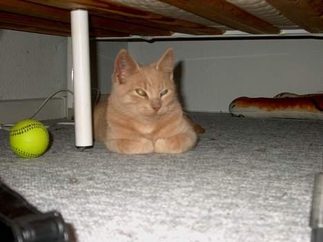 Huskat Tigger - Han BEDSTE sovested i hele huset. Under min dobbelt seng. :p  billede 15