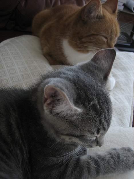 Huskat Malou billede 16