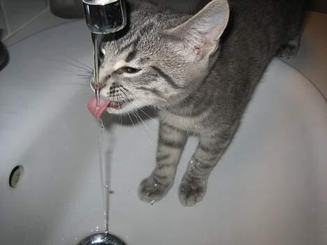 Huskat Malou billede 17