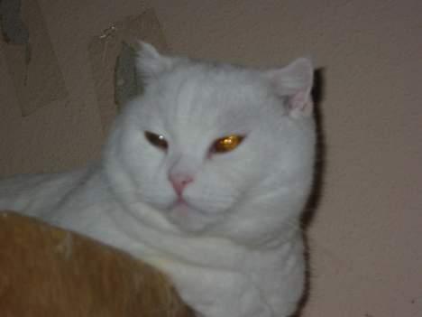 Scottish Fold hector - hector kigger fra den runde billede 10