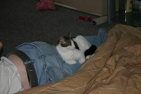 Huskat Senta - Senta der sover med sin far billede 10