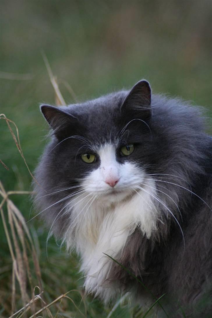 Norsk Skovkat Keld billede 1