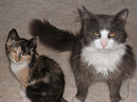 Norsk Skovkat Keld - Her ses det, at de ikke altid syntes det er lige sjovt at blive fotograferet billede 2