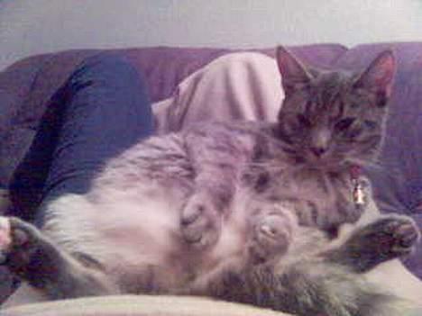 Huskat Chanell *flyttet* - Lidt henslængt i sofaen... billede 11