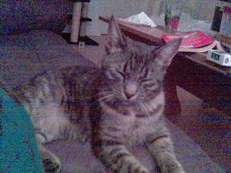 Huskat Chanell *flyttet* - Mors lille hyggegris billede 12