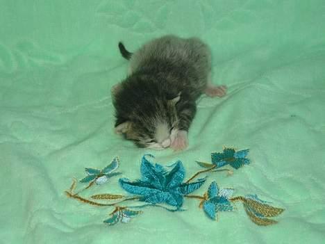 Huskat Stribemis (Beauty) - Her er jeg, dagen efter at jeg blev født. Bemærk min grå bagdel... - Den er væk nu, da det kun var en såkaldt "feberpels". billede 2