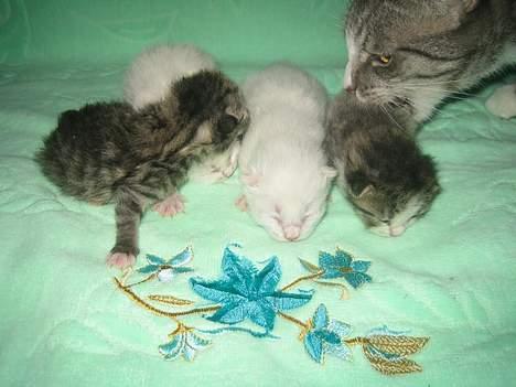 Huskat Stribemis (Beauty) - Her er mor ved at redde mig fra det farlige, blinkende lys (blitzen). billede 4