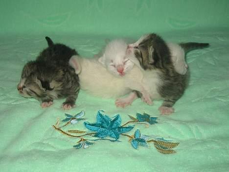 Huskat Stribemis (Beauty) - Her er mine søskende og jeg, i den rækkefølge vi blev født (fra venstre mod højre). billede 5